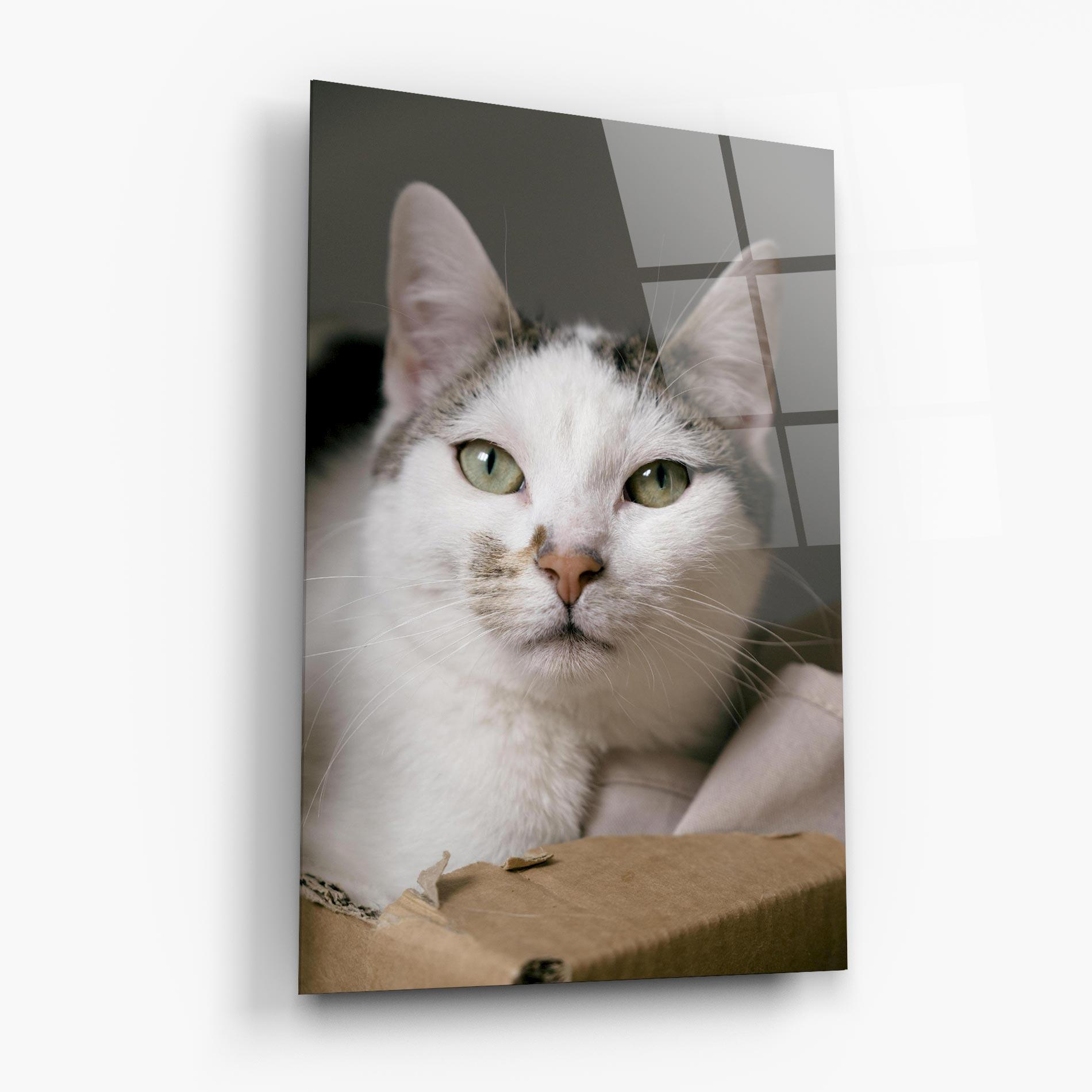 Obraz na Szkle Big Sleepy Cat mockup 6