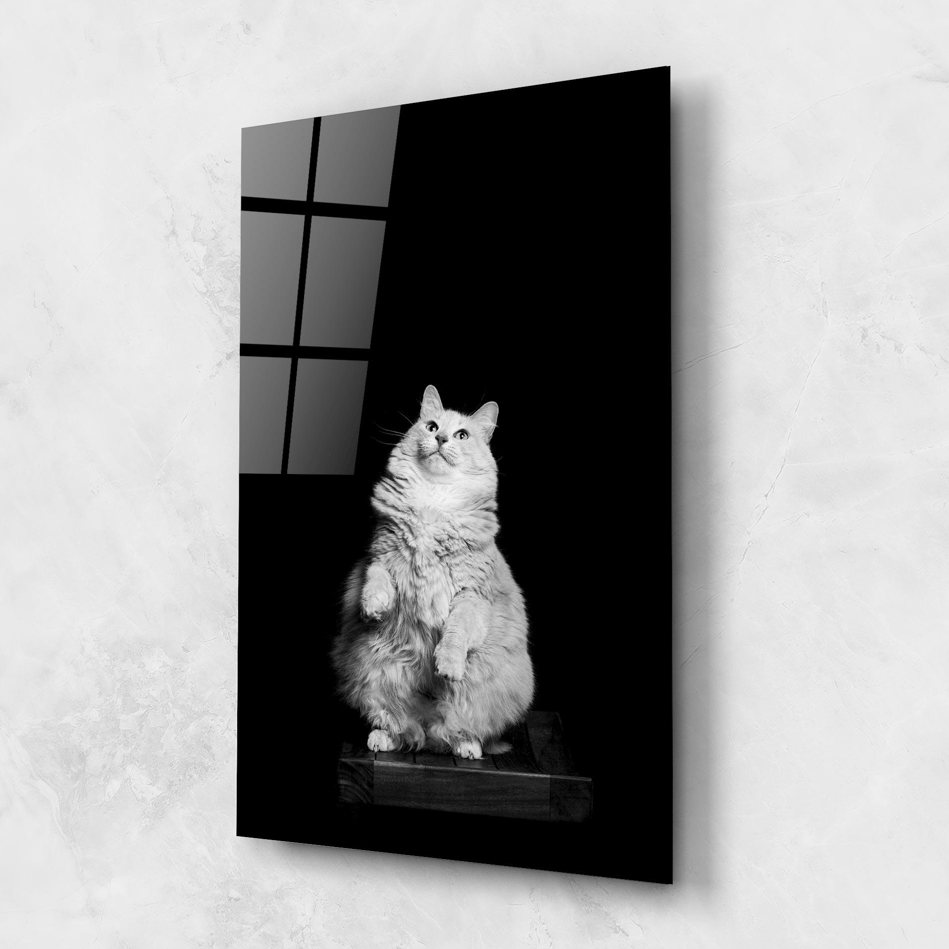 Obraz na Szkle Big Fluffy Cat mockup 1