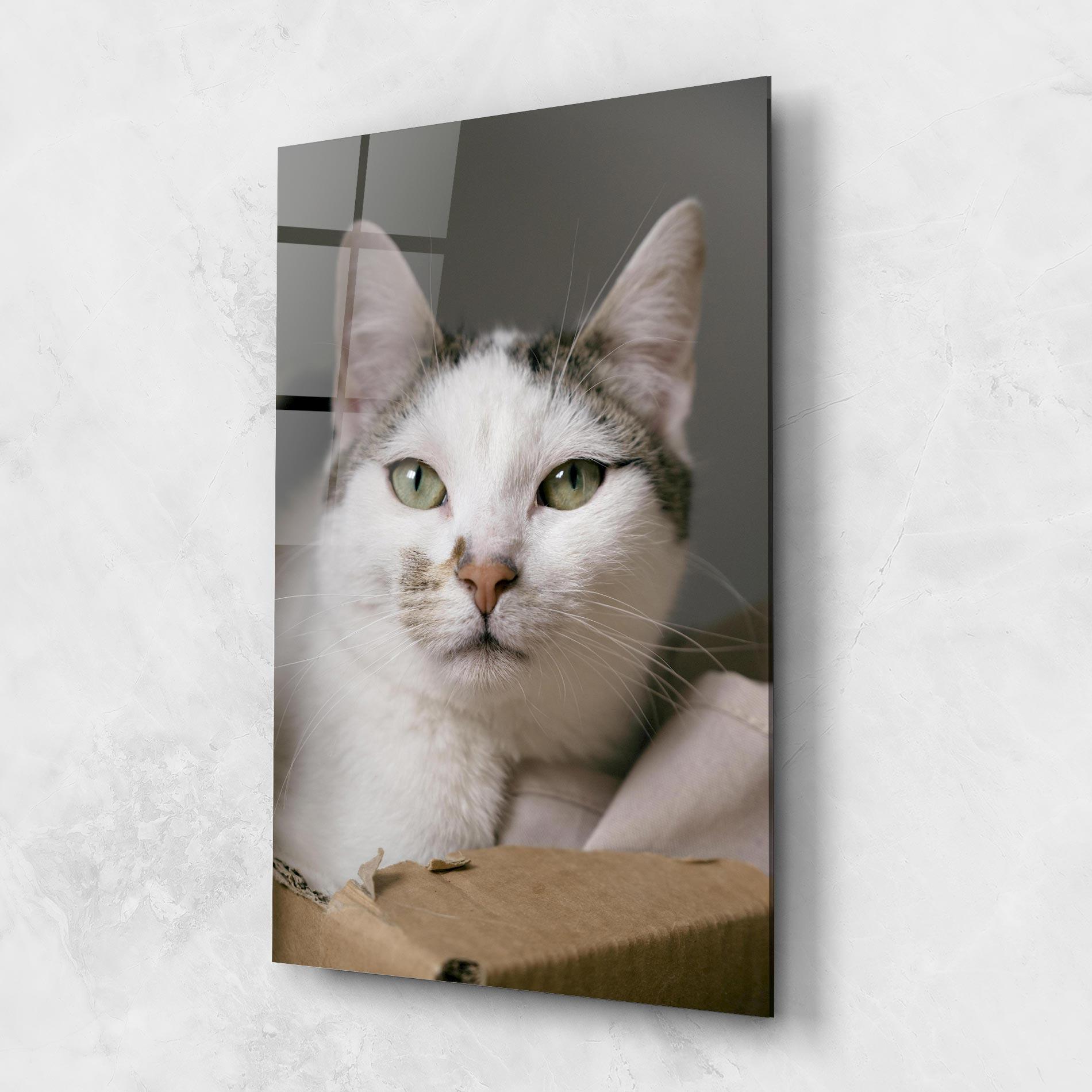 Obraz na Szkle Big Sleepy Cat mockup 1