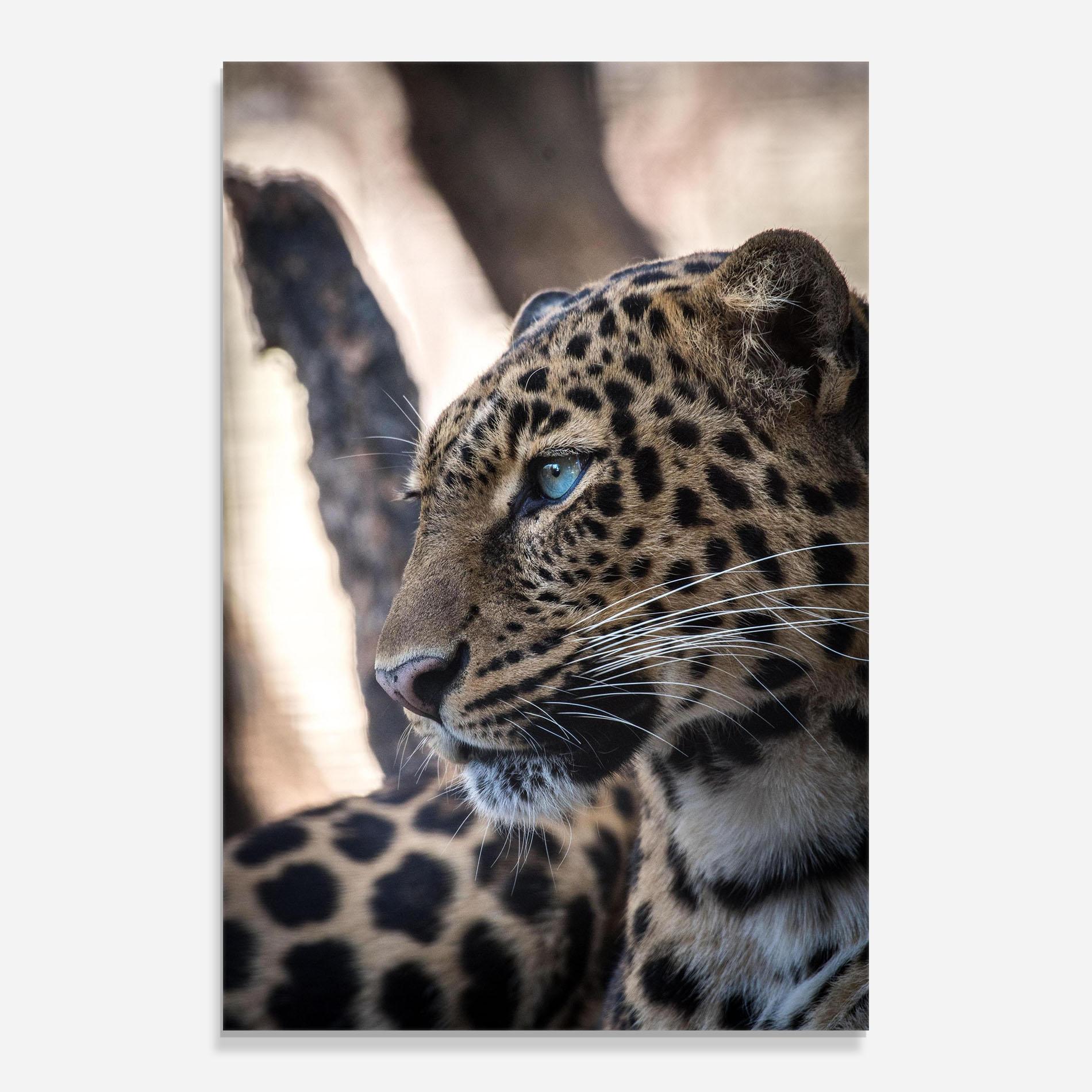 Obraz na Szkle Blue Tiger mockup 0