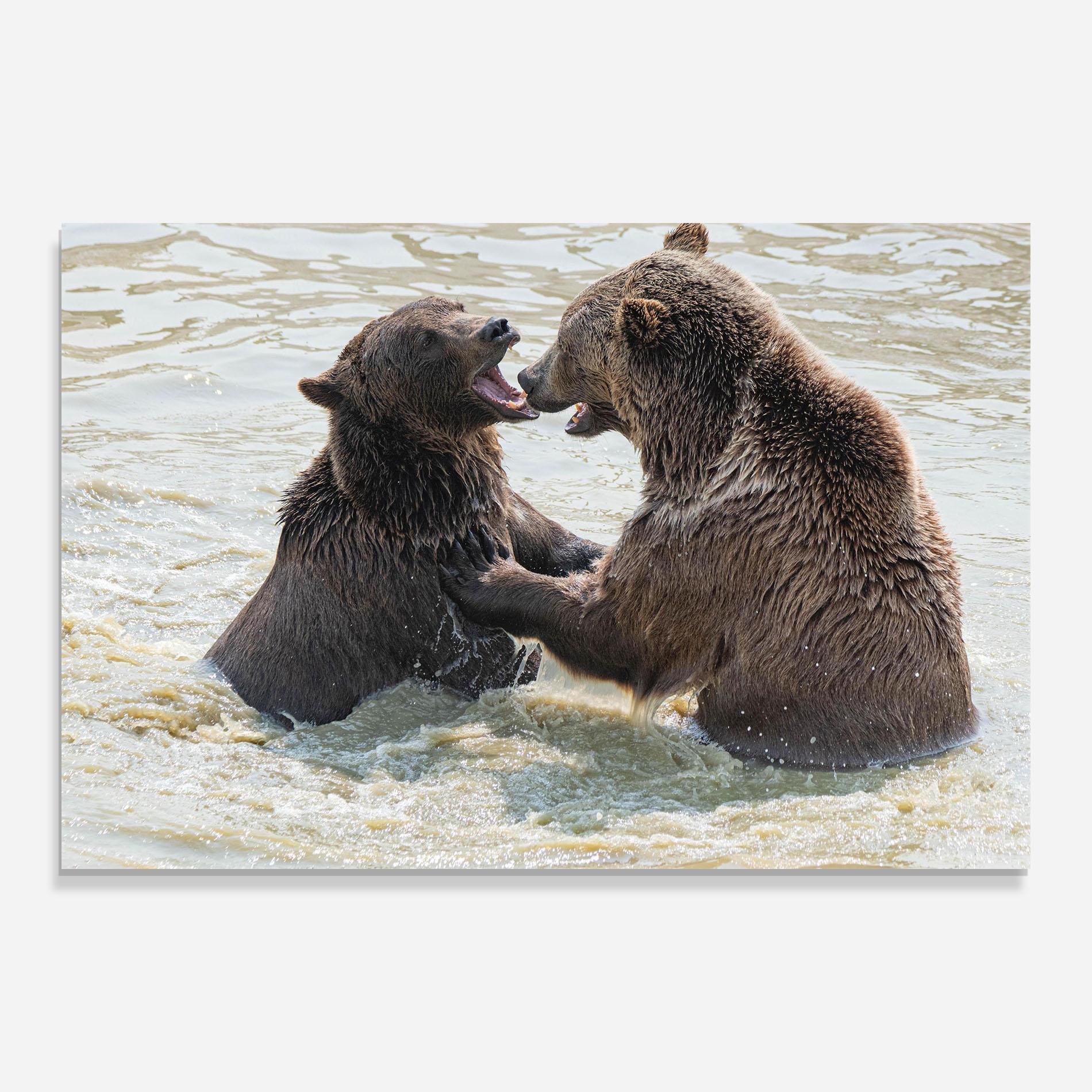 Obraz na Szkle Bears Fighting mockup 0