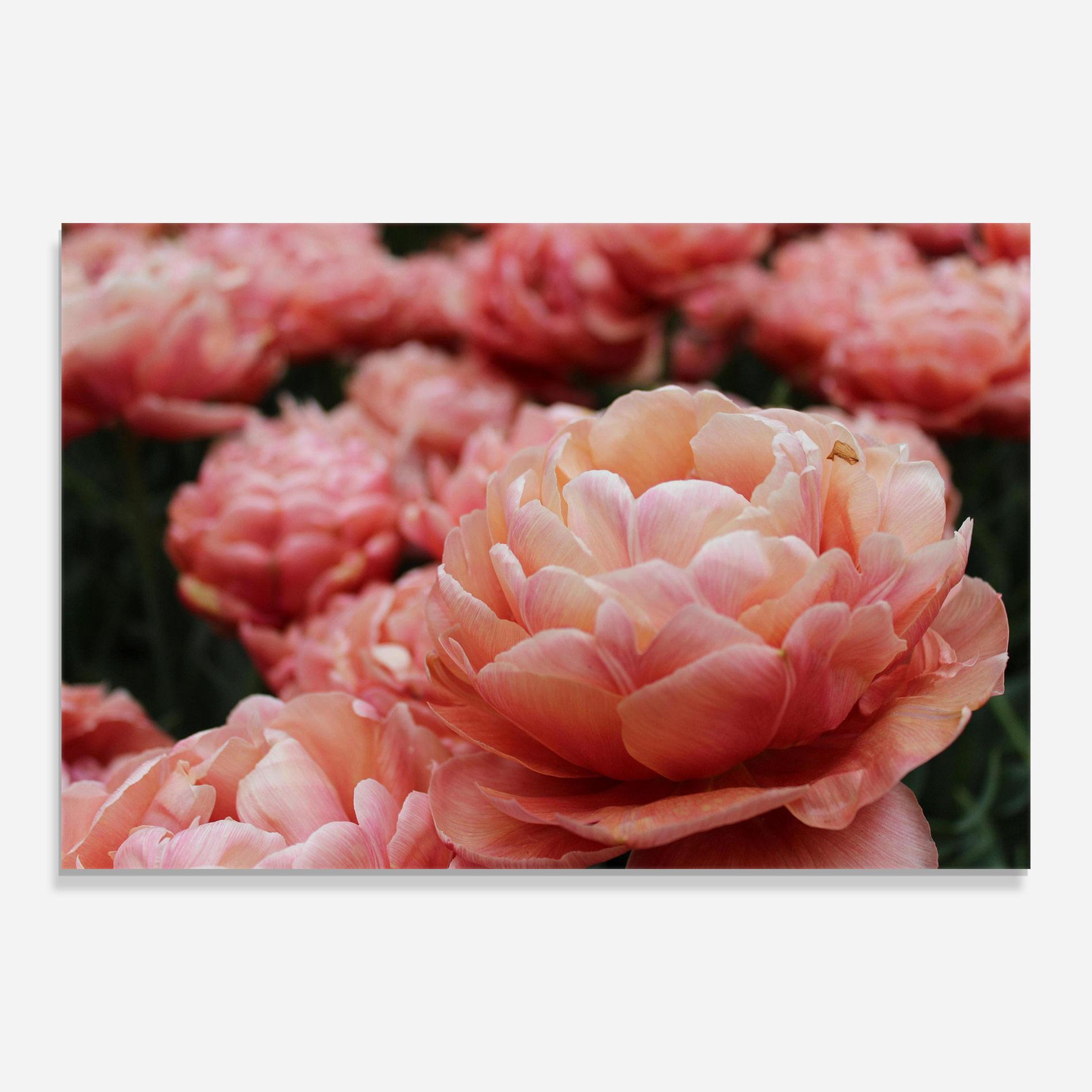 Obraz na Szkle Light Orange Peony mockup 0