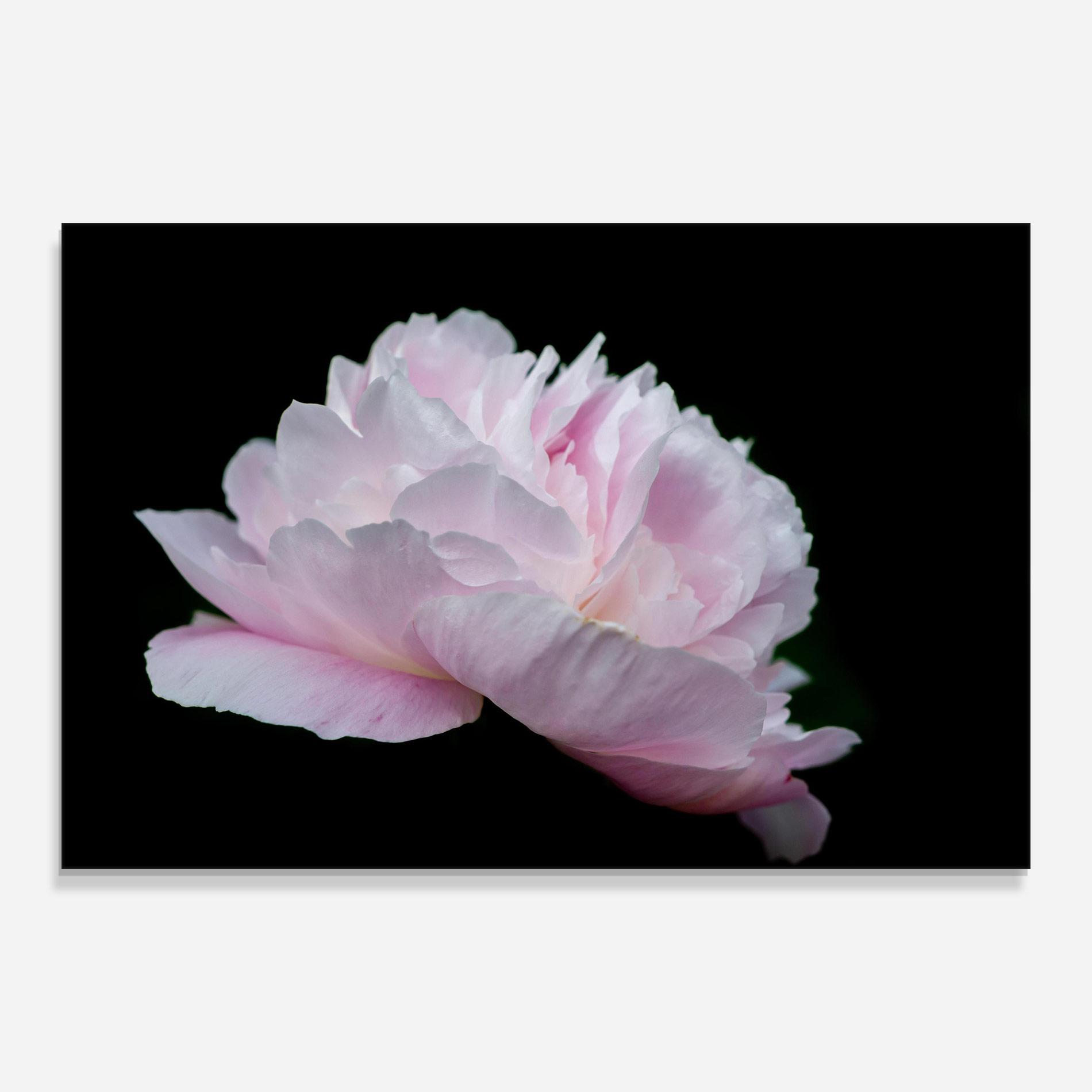 Obraz na Szkle Pastel Peony On Black mockup 0