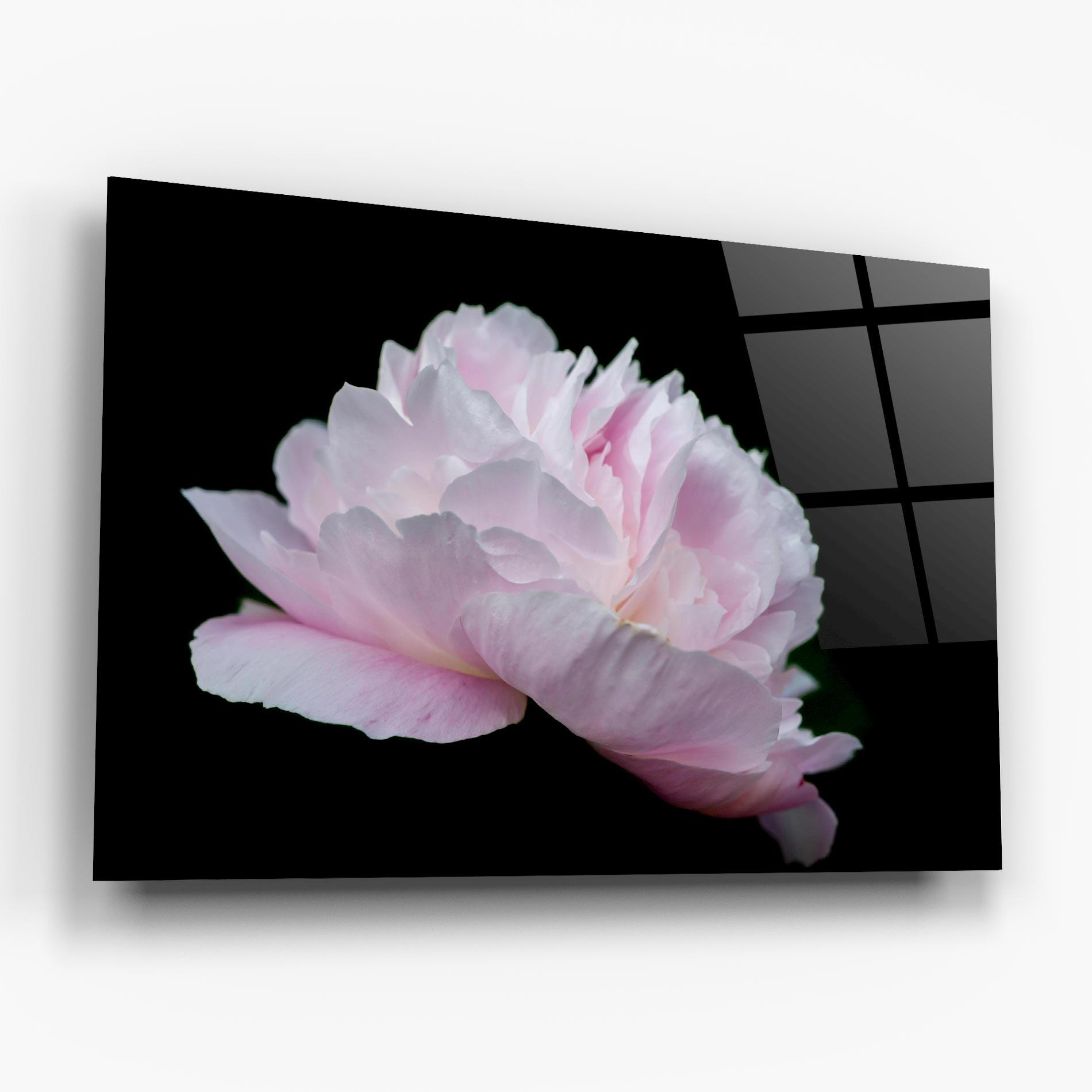 Obraz na Szkle Pastel Peony On Black mockup 6