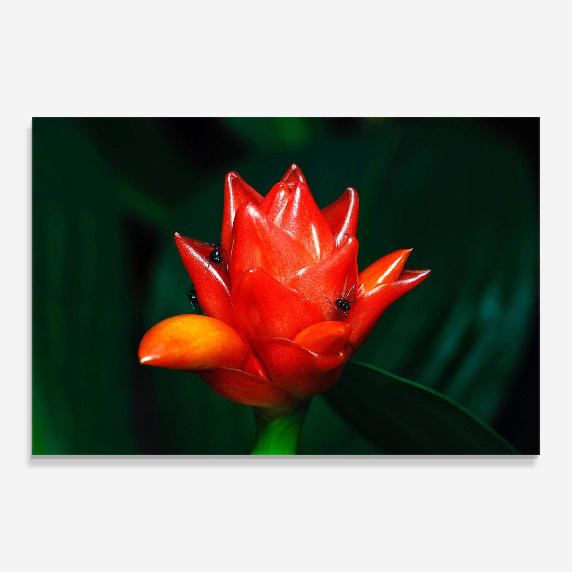 Obraz na Szkle Cool Orange Exotic mockup 0