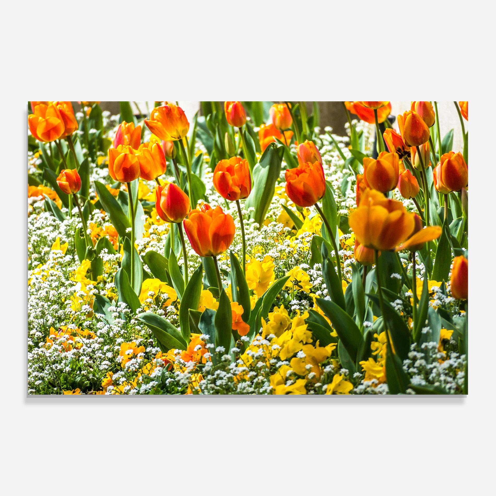 Obraz na Szkle Colorful Tulips Garden mockup 0
