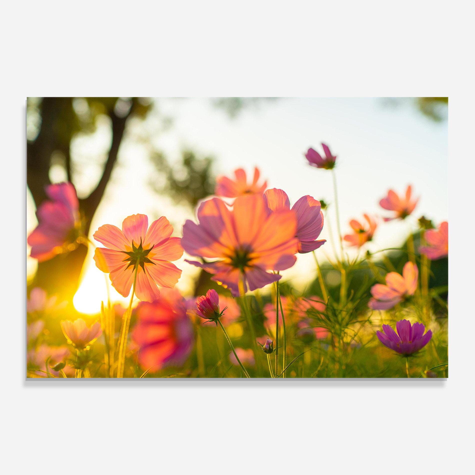 Obraz na Szkle Sunset Blooming Flower mockup 0