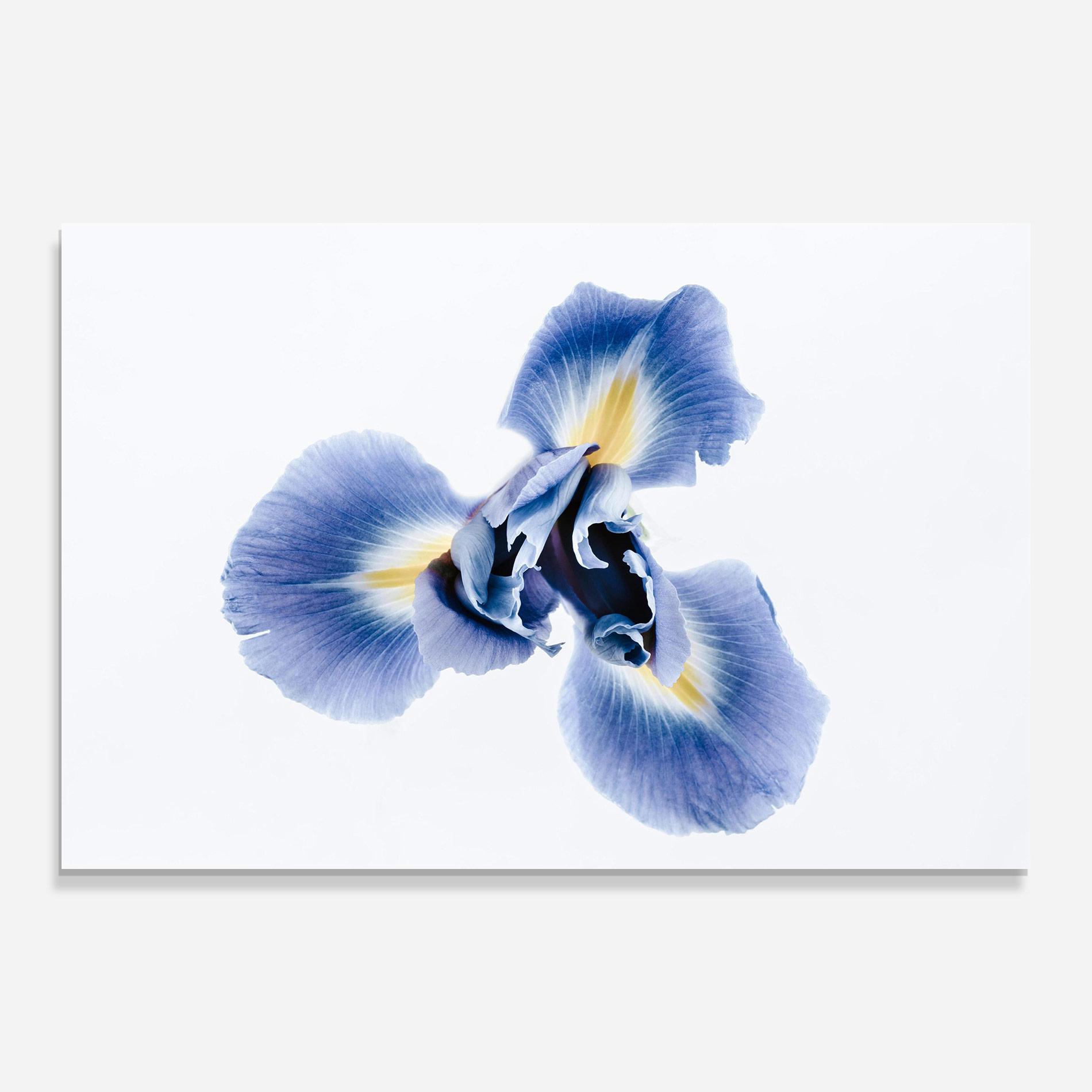Obraz na Szkle Iris Flower mockup 0
