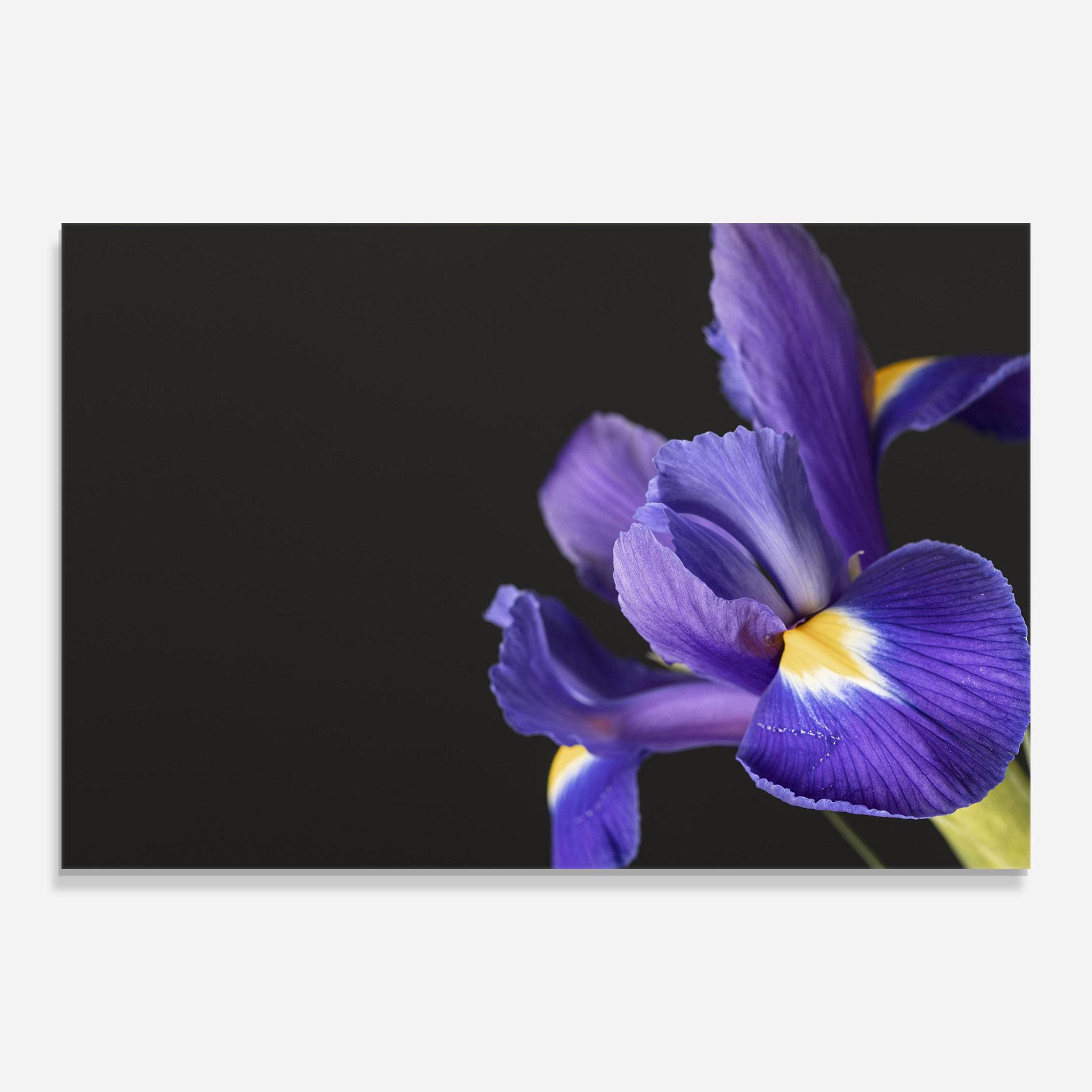 Obraz na Szkle Iris On Black mockup 0