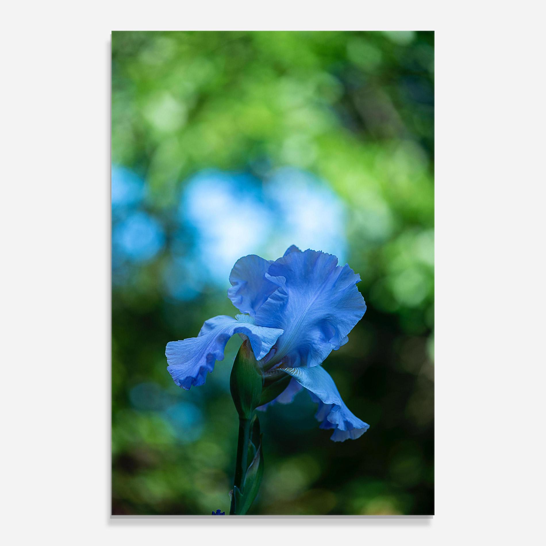 Obraz na Szkle Blue Iris In The Garden mockup 0
