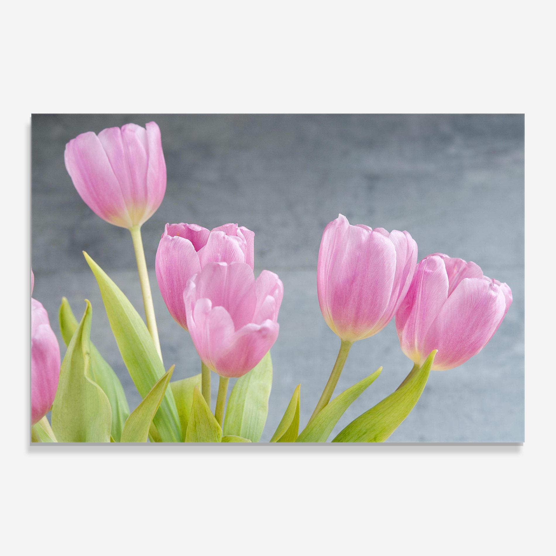 Obraz na Szkle Pink Pastel Tulip On Grey mockup 0