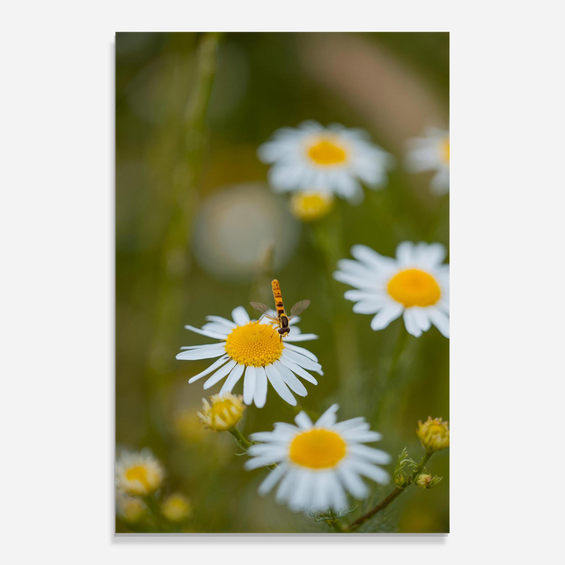 Obraz na Szkle Bug On Small Daisy mockup 0