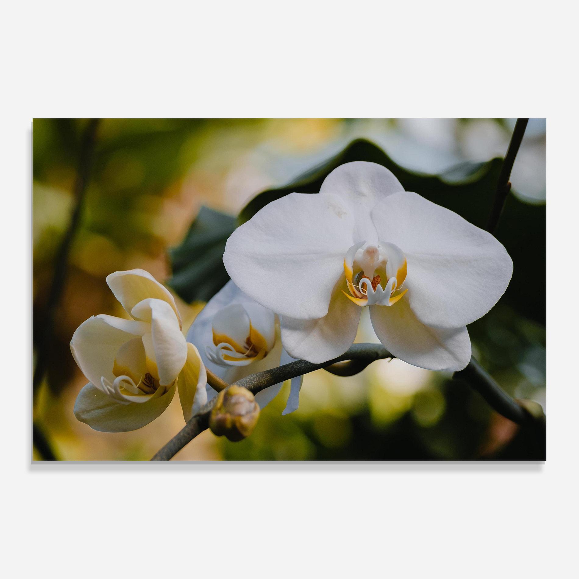 Obraz na Szkle Cream Orchid In Nature mockup 0