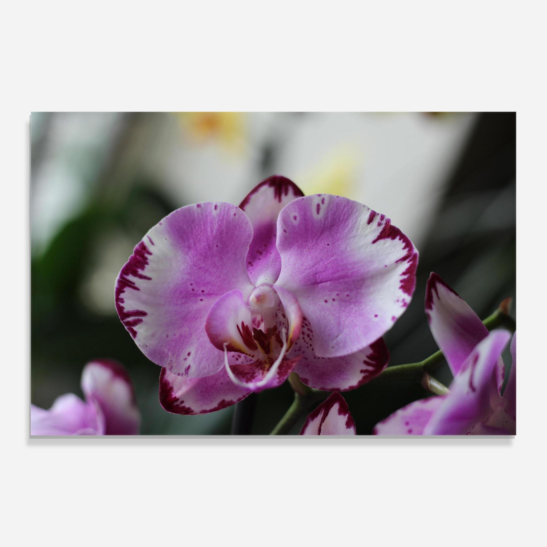 Obraz na Szkle Dark Purple Orchids In Nature mockup 0