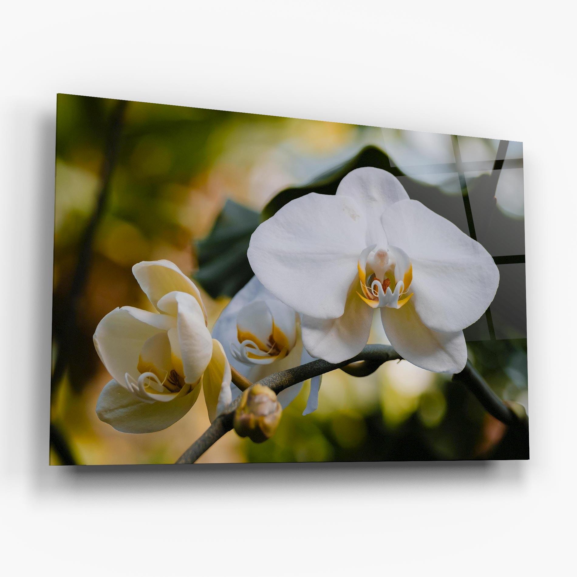 Obraz na Szkle Cream Orchid In Nature mockup 6