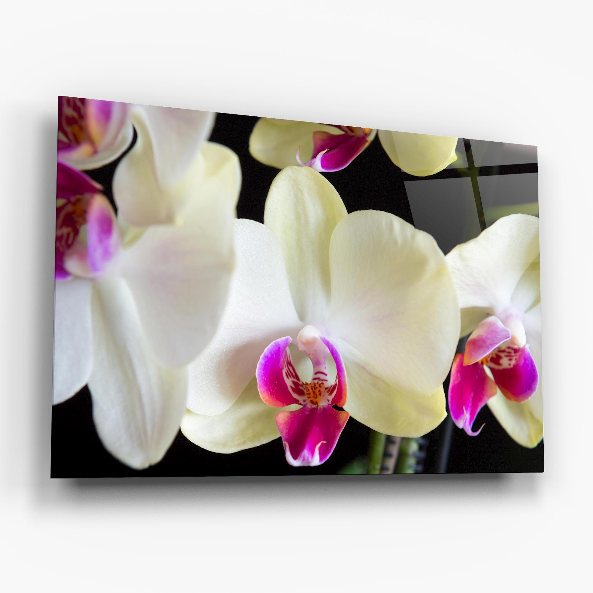 Obraz na Szkle Cream Purple Orchids mockup 6