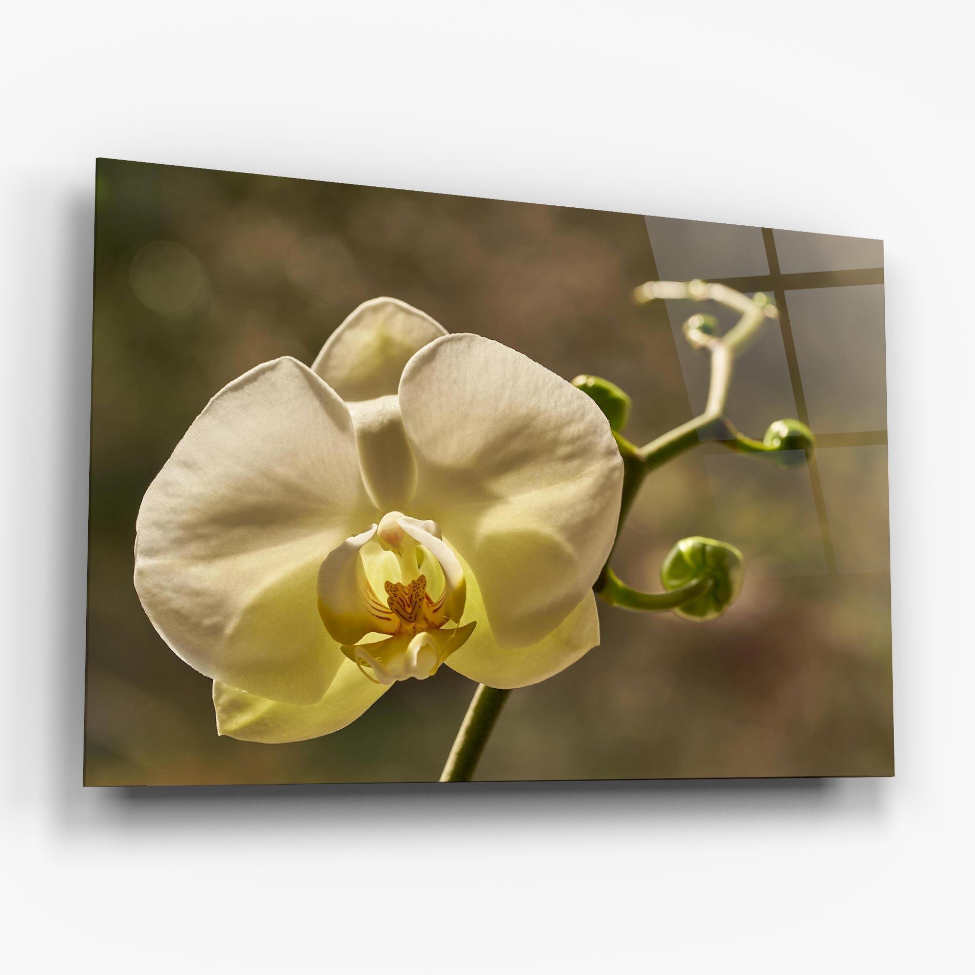 Obraz na Szkle Pastel Yellow Orchid In Garden mockup 6