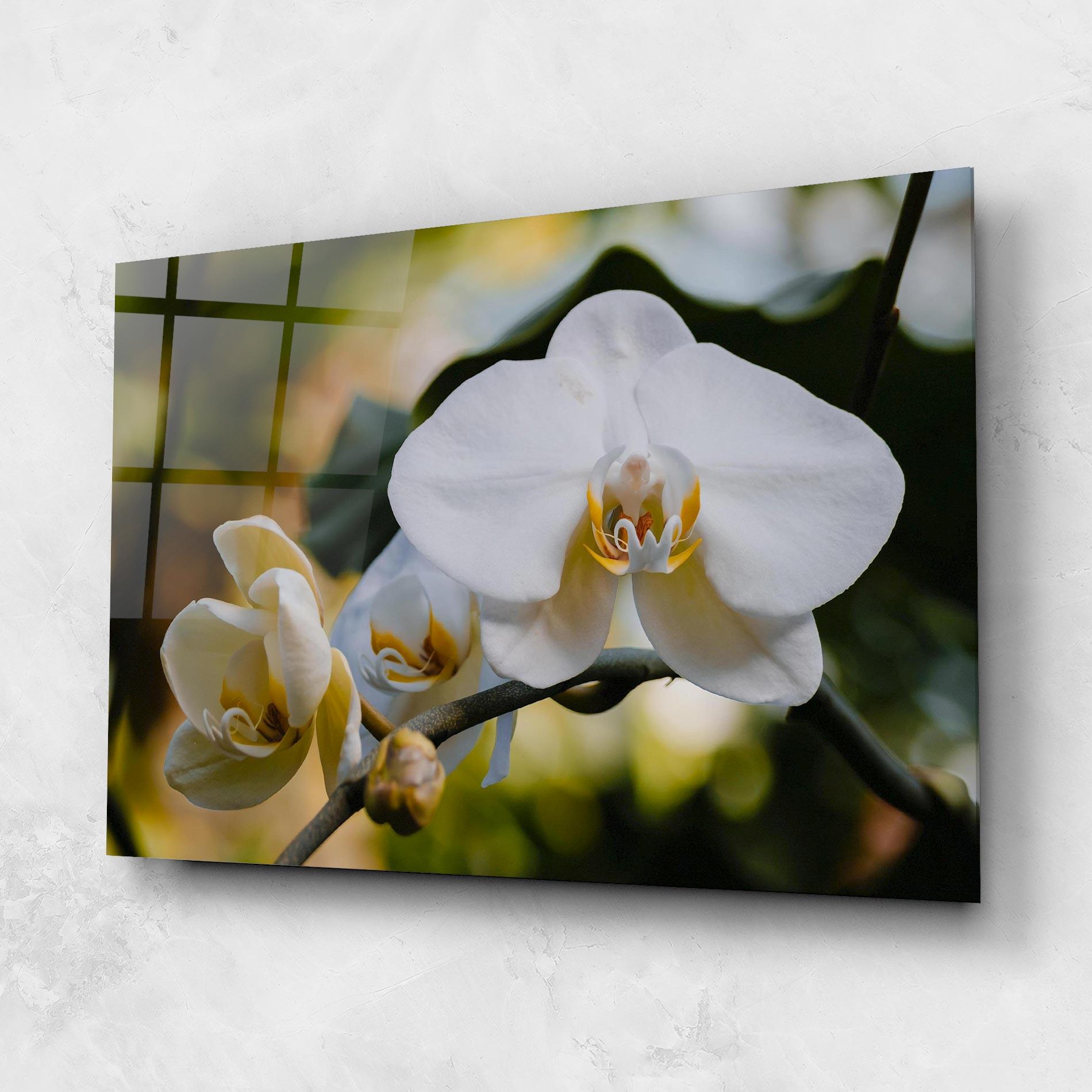 Obraz na Szkle Cream Orchid In Nature mockup 1