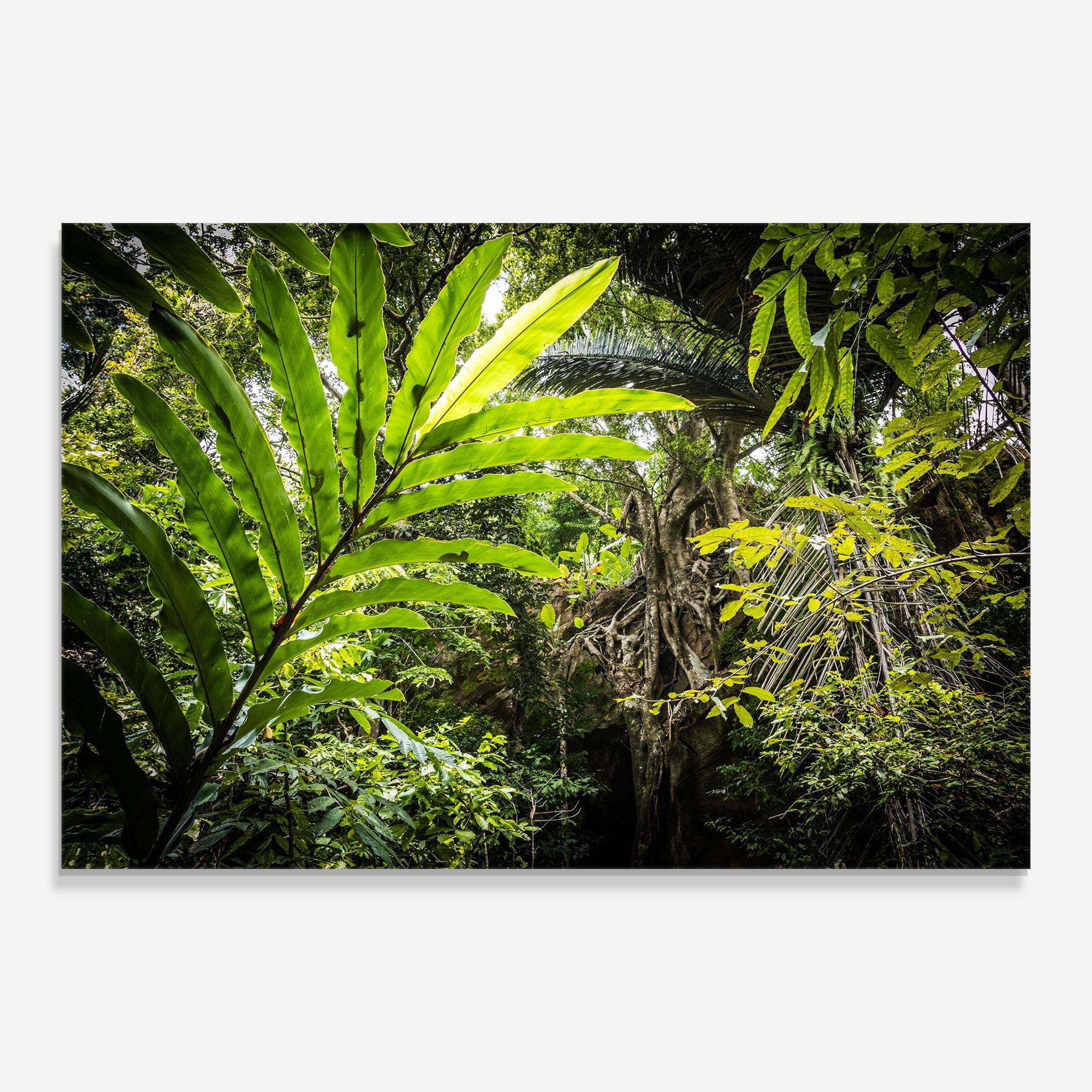 Obraz na Szkle Big Leaf Forest mockup 0