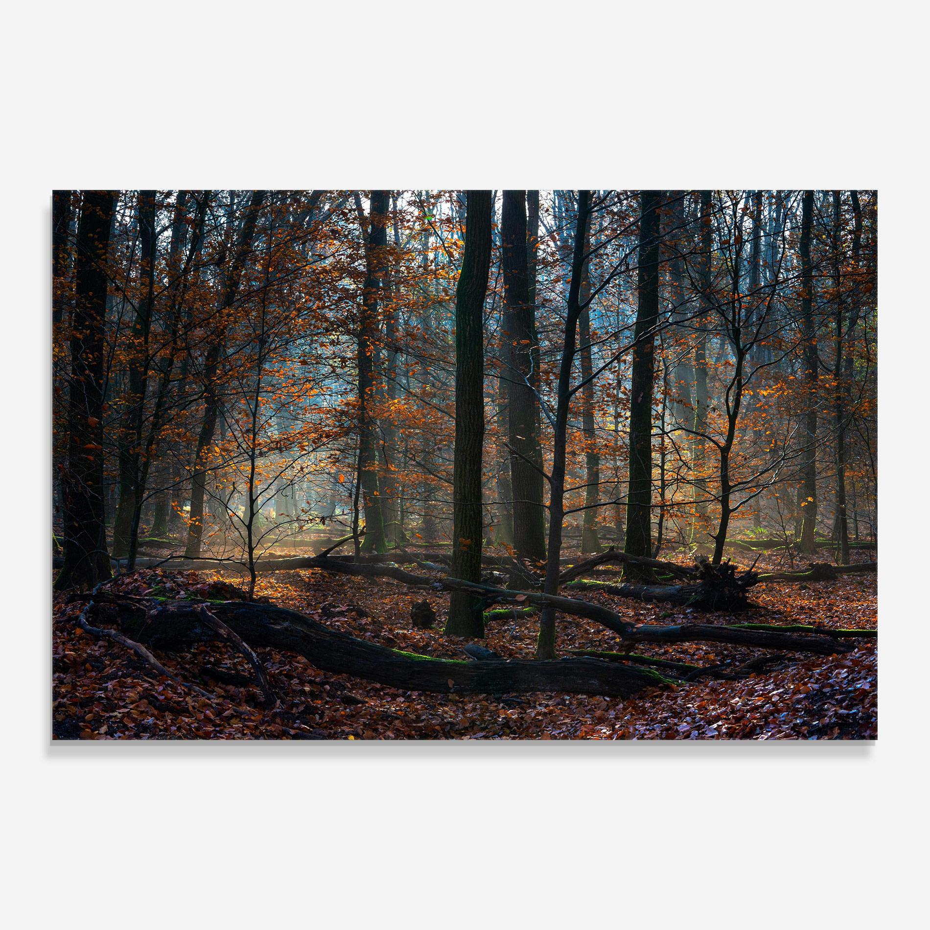 Obraz na Szkle Forest Autumn Day mockup 0