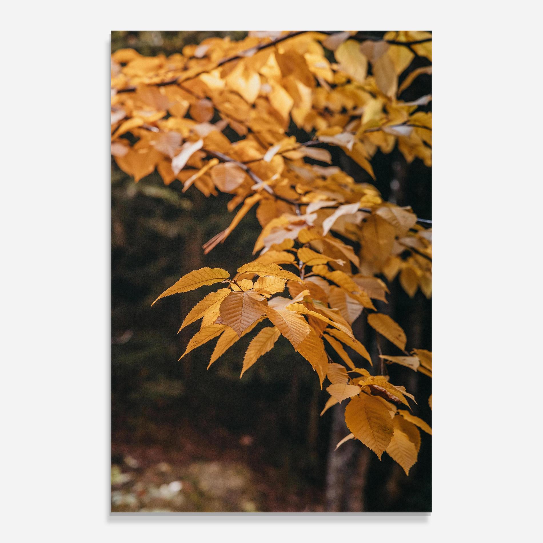 Obraz na Szkle Autumn Nature mockup 0